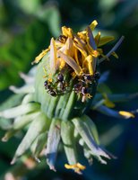 DSC05979rs-1rs.jpg