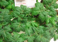 Geranium_Kiss.jpg