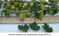 Крыжовник Аккорд.jpg