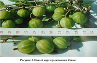 Крыжовник Ковчег.jpg