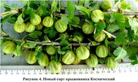 Крыжовник Космический.jpg