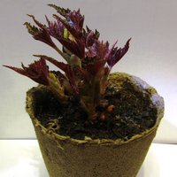 IMG_1745.JPG