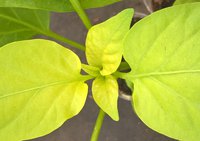 WP_20160405_11_15_06_Pro.jpg
