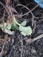 IMG_20160405_090302.jpg