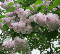 IMG_0561.JPG