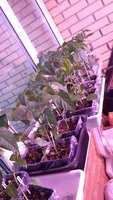IMG_20160406_232356.jpg