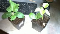 WP_20160407_006.jpg