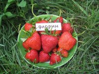 флорин1.jpg