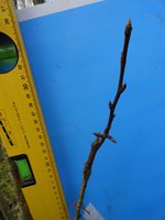DSC04845-03.jpg