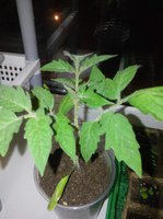 image %281%29.jpg