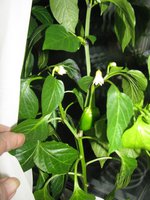 IMG_0079.JPG