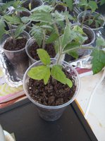 image9P3ALS82.jpg