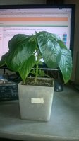 WP_20160415_005.jpg