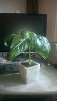 WP_20160415_002.jpg