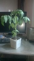 WP_20160415_004.jpg