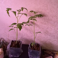 IMG_20160416_085020.jpg