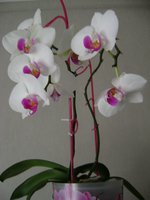 DSC05298.JPG