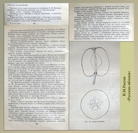Описание Аркада длинного по книге М.В.Рытова &quot;Русские яблоки&quot;