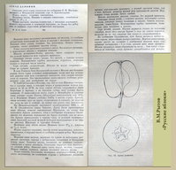 Аркад длинный