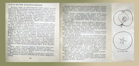Аркад обыкновенный
