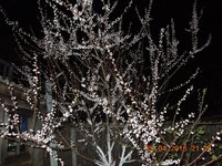 DSCN4537.JPG