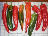 Сняты с куста,часть урожая