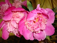 DSC06417.JPG