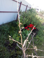 2016-05-11 14-00-46.JPG