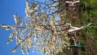 WP_20160507_06_52_24_Pro.jpg