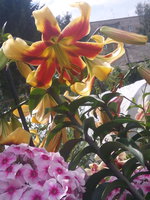 IMG_20150729_124421.jpg