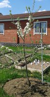 20160509_Груша.jpg