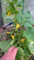 WP_20160515_001.jpg