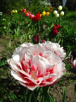 IMG_0224-1.jpg