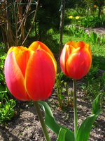 IMG_0231-1.jpg