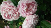 20160518_170026.jpg