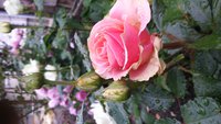 20160518_170101.jpg