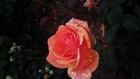 20160518_170830.jpg