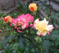 009_cr.jpg
