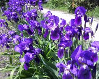 IMG0189A.jpg