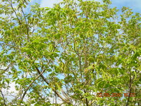 DSCN1203.JPG