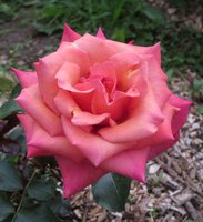 IMG_2693.JPG