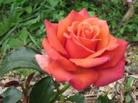 IMG_2659.JPG