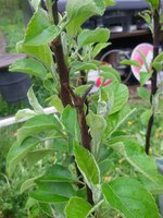 IMG_20160525_175206.jpg