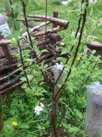 IMG_20160525_175125.jpg