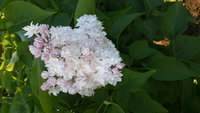 20160526_190748.jpg