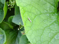 DSCF0362.jpg