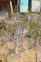 Копия DSC05877.JPG