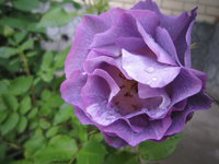 IMG_1839.JPG