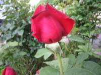IMG_1840.JPG
