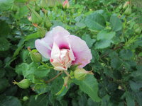 IMG_1843.JPG
